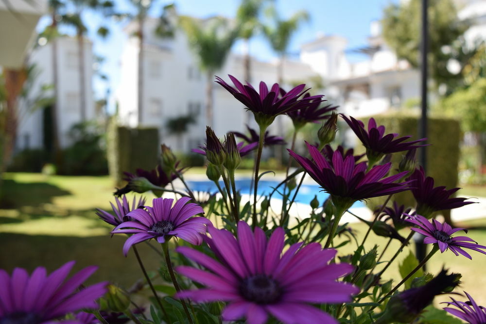 Apartamentos Y Casas Serinamar Marbella El Ángel Buitenkant foto